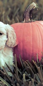 Grass,Dog,Puppy,Animals,Pumpkin