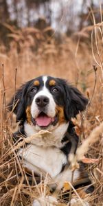 Hierba,Perro,Irregular,Manchado,Perro De Montaña De Bernese,Berna Zennenhund,Animales