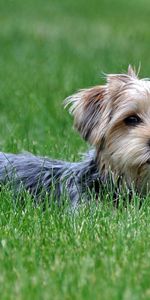 Hierba,Perro,Paseo,Animales,Yorkshire Terrier