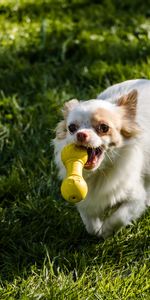 Grass,Dog,Stroll,Chihuahua,Animals,Toy