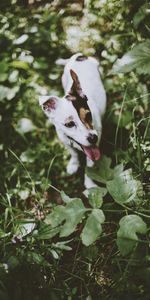 Animaux,Herbe,Flâner,Promenade,Chien,Jack Russell Terrier