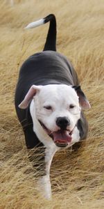 Animaux,Flâner,Herbe,Promenade,Pitbull,Chien