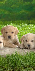 Labrador,Chiots,Chiens,Animaux,Herbe