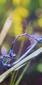 Herbe,Libellules,Macro,Insectes