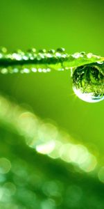 Grass,Drops,Background