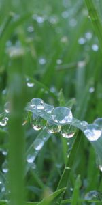 Grass,Drops,Background