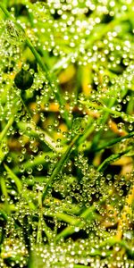 Grass,Drops,Background