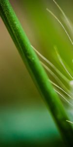 Grass,Drops,Flower,Macro