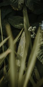 Feuilles,Drops,Herbe,Fleur,Macro,Rosée