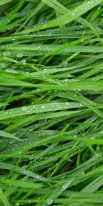 Herbe,Drops,Macro