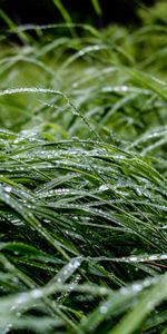 Grass,Drops,Macro