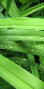 Légumes Verts,Herbe,Verdure,Drops,Contexte,Macro