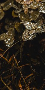 Grass,Drops,Macro,Dew,Clover