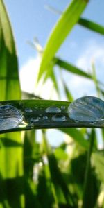 Grass,Drops,Macro,Dew,Large Drops