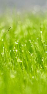 Grass,Drops,Macro,Glare,Dew