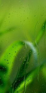 Grass,Drops,Macro,Glass,Rain