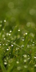 Grass,Drops,Macro,Light,Light Coloured,Dew