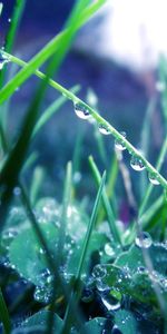 Macro,Herbe,Drops,Matin,Rosée,Lumière,Couleur Claire