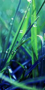 Herbe,Drops,Macro,Rosée,Ombre