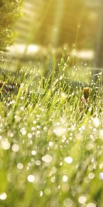 Herbe,Drops,Macro,Ombre,Rosée