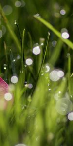 Grass,Drops,Macro,Sheet,Leaf