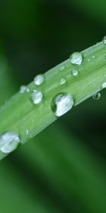 Grass,Drops,Macro,Sheet,Leaf,Ladybug,Ladybird