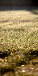 Grass,Drops,Morning,Lawn,Dew,Nature