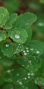 Grass,Drops,Plant,Macro,Form