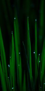 Grass,Drops,Plant,Macro,Wet