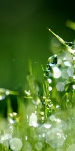 Grass,Drops,Plants