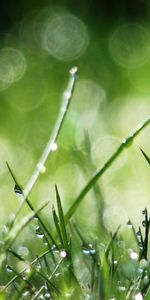 Grass,Drops,Plants