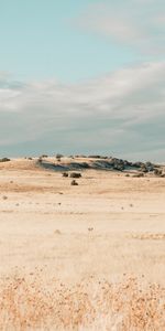 Grass,Drought,Field,Nature