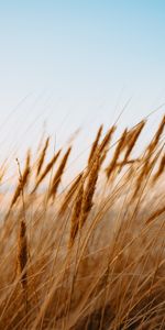 Naturaleza,Hierba,Campo,Seco,Oído,Oreja