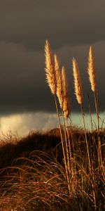 Grass,Dry,Stems,Panicles,Plant,Nature