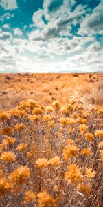 Grass,Dry,Wild,Nature,Field,Plants