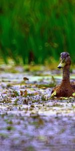 Grass,Duck,Swim,Animals,Beak,To Swim