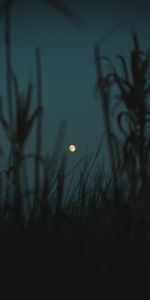 Grass,Dusk,Outlines,Twilight,Night,Dark,Plants,Moon