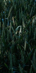 Grass,Ears,Glade,Spikes,Nature,Polyana