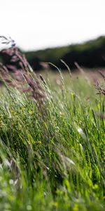 Herbe,Oreilles,Chaussures À Pointes,Nature,Domaine,Champ