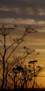 Grass,Evening,Nature,Sunset,Field,Silhouettes