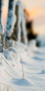 Naturaleza,Hierba,Nieve,Valla,Cerco,Césped,Esgrima,Recinto