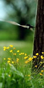 Clôture,Herbe,Macro