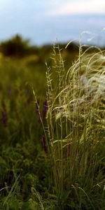 Grass,Field,Diversity,Variety,Nature