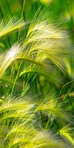 Grass,Field,Ears,Spikes,Nature