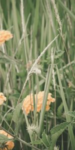 Grass,Field,Flowers