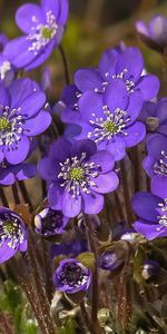 Grass,Field,Flowers,Plant,Flowering,Bloom