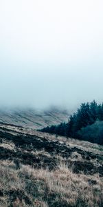 Grass,Field,Mainly Cloudy,Overcast,Nature,Fog