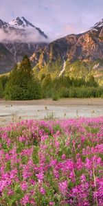 Grass,Field,Mountains,Nature,Flowers