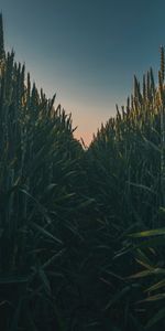 Grass,Field,Path,Ears,Spikes,Nature