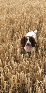 Grass,Field,Stroll,Animals,Dog